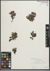 Foto von Salix myrsinites L. x Salix nigricans Sm.